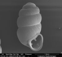 Vertigo alpestris