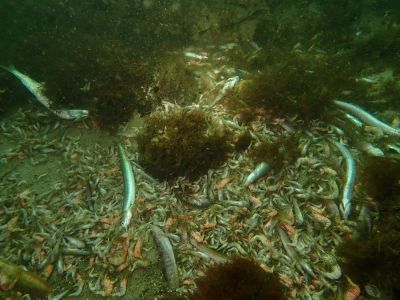 Tote Fische und Krebstiere befinden sich am Meeresboden (Foto: E. Hildebrand).