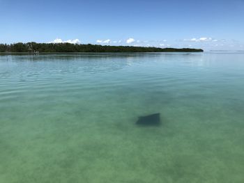 Sea grasses are aquatic plants that grow in shallow, light-flooded water on soft sediment. For many animal species, sea grass beds are essential for survival.