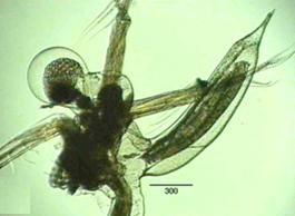 Cercopagis pengoi, Weibchen im Stadium II