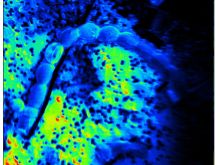NanoSIMS picture analysis: Cyanobacteria on filter.